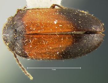 Media type: image;   Entomology 2350 Aspect: habitus dorsal view